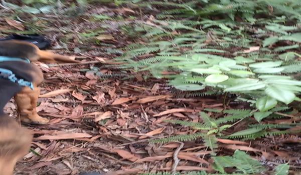 三角洲行动寻血猎犬教程（《三角洲行动》寻血猎犬教学视频）